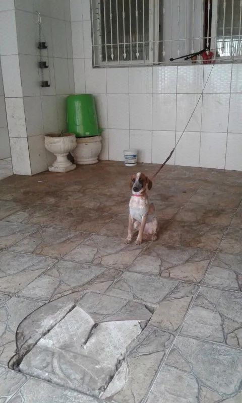 Cachorro ra a SRD idade 2 a 6 meses nome Melzinha