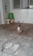 Melzinha