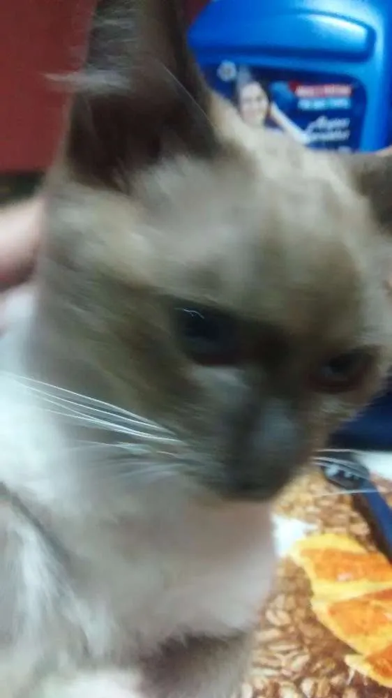Gato raça Não sei idade 2 a 6 meses nome Mel