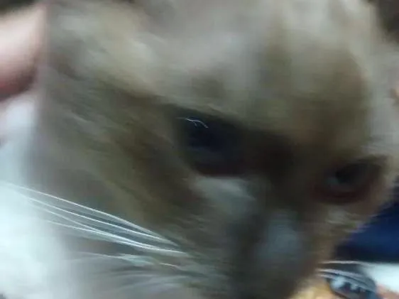 Gato raça Não sei idade 2 a 6 meses nome Mel
