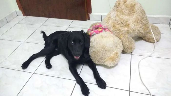 Cachorro ra a Srd idade 7 a 11 meses nome Jack