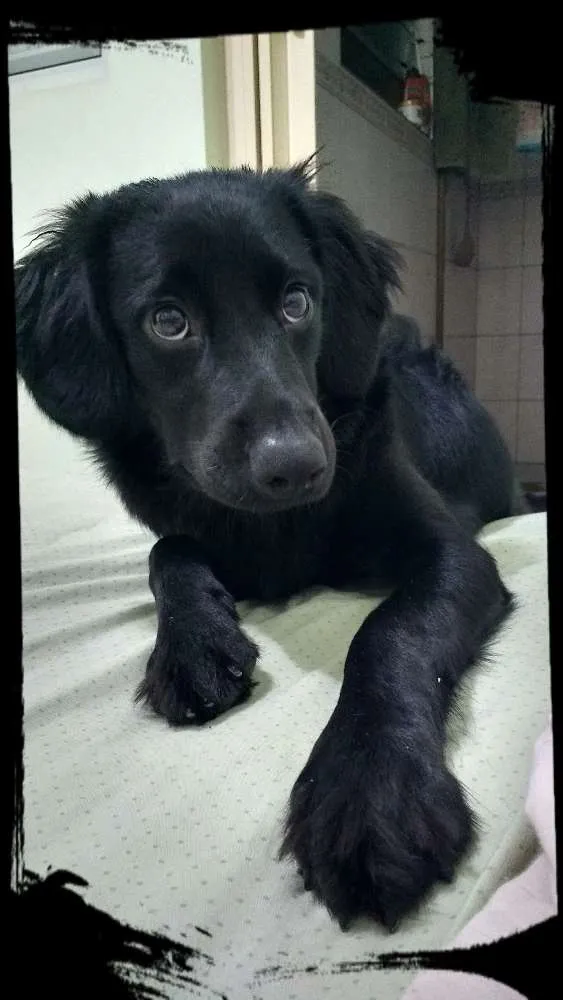 Cachorro ra a Srd idade 7 a 11 meses nome Jack