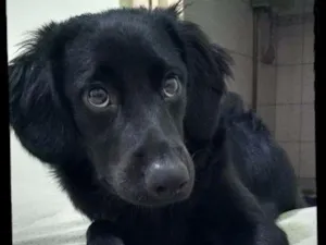 Cachorro raça Srd idade 7 a 11 meses nome Jack