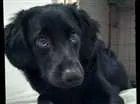 Cachorro raça Srd idade 7 a 11 meses nome Jack