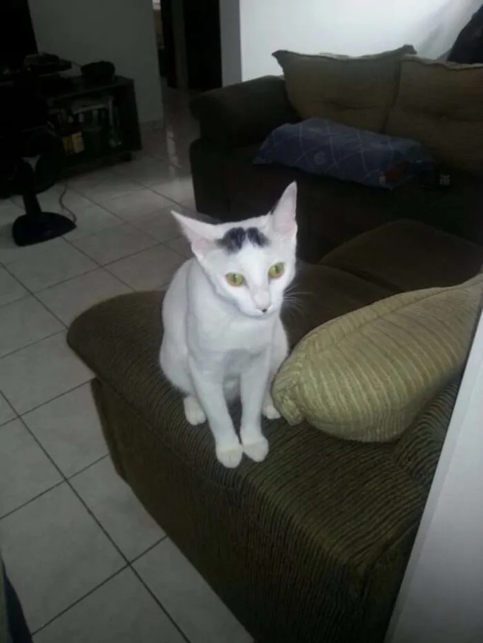 Gato ra a Sem raça idade 7 a 11 meses nome Meleca