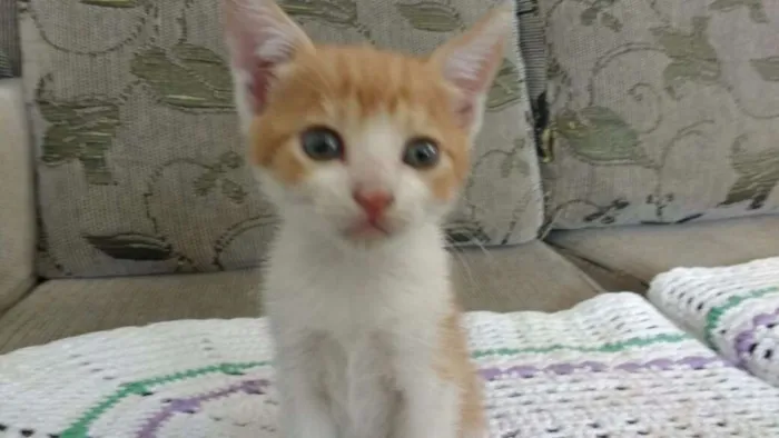 Gato raça SRD idade 2 a 6 meses nome Ainda sem nome