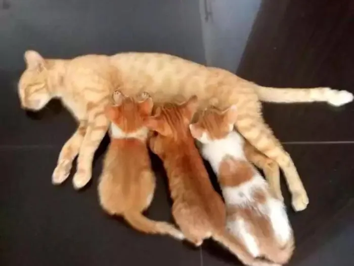Gato raça SRD idade 2 a 6 meses nome Ainda sem nome