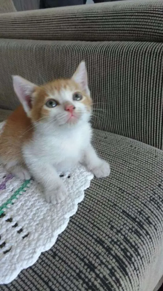 Gato raça SRD idade 2 a 6 meses nome Ainda sem nome
