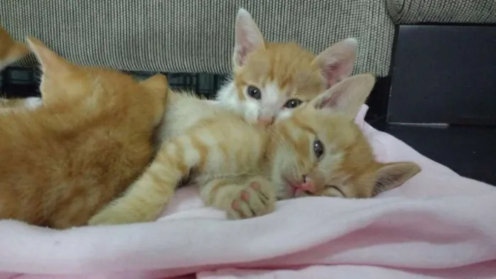 Gato raça SRD idade 2 a 6 meses nome Ainda sem nome