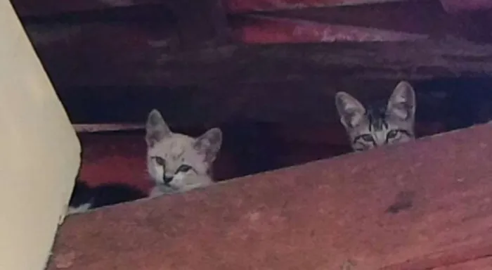 Gato raça Comum idade Abaixo de 2 meses nome Sem nome