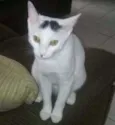 Meleca