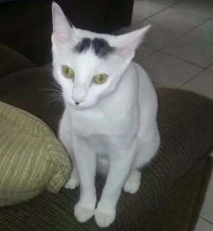 Gato ra a Sem raça idade 7 a 11 meses nome Meleca