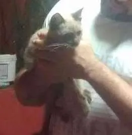 Gato raça Não sei idade 2 a 6 meses nome Mel