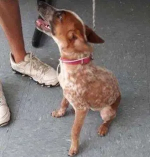 Cachorro raça SRD idade 2 a 6 meses nome Melzinha