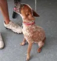 Melzinha