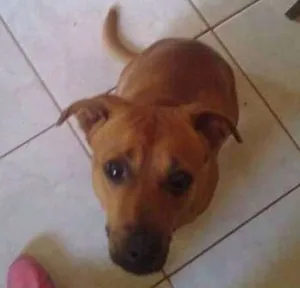 Cachorro raça SRD idade 4 anos nome Tedy