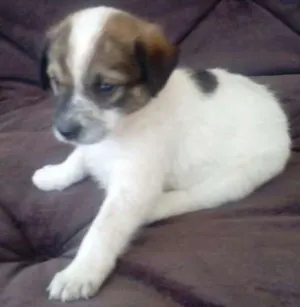 Cachorro raça SDR idade Abaixo de 2 meses nome SUSY