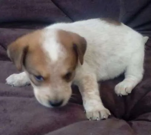 Cachorro ra a SDR idade Abaixo de 2 meses nome LUCY