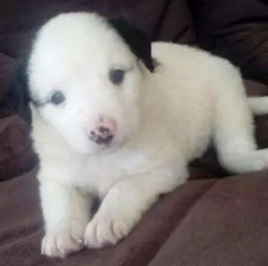 Cachorro raça SDR idade Abaixo de 2 meses nome JULY