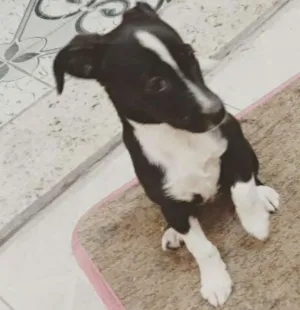 Cachorro raça SRD idade 2 a 6 meses nome Gisele