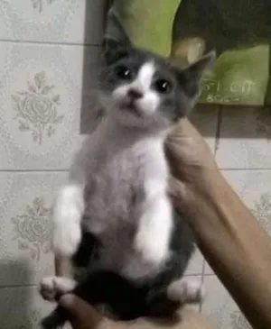 Gato raça  idade 2 a 6 meses nome filhotinhos