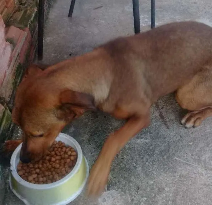 Cachorro ra a Srd idade 7 a 11 meses nome Mel