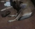 lulu