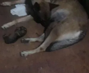 Cachorro raça Pastor Alemão idade Abaixo de 2 meses nome lulu