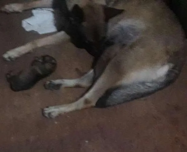 Cachorro ra a Pastor Alemão idade Abaixo de 2 meses nome lulu
