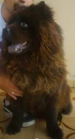 Cachorro raça Chow chow idade 6 ou mais anos nome Ester