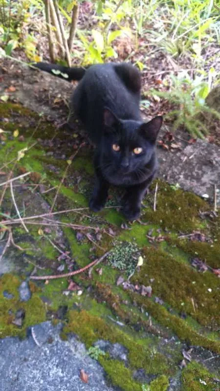Gato raça Street cat idade 2 a 6 meses nome Sem nome 