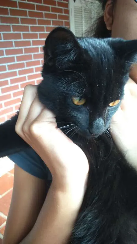 Gato raça Street cat idade 2 a 6 meses nome Sem nome 