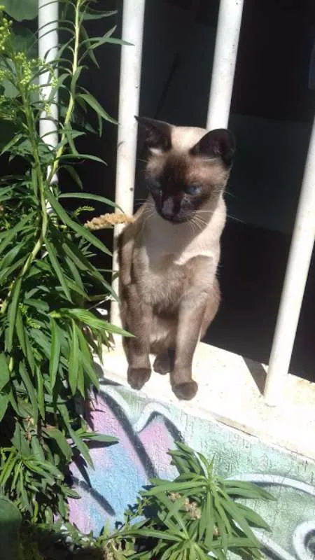 Gato ra a Siamês idade 1 ano nome poppy