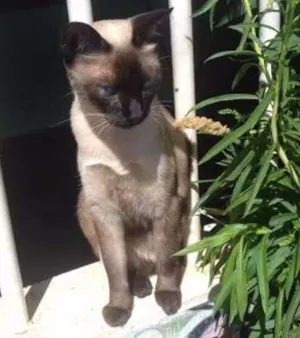 Gato raça Siamês idade 1 ano nome poppy