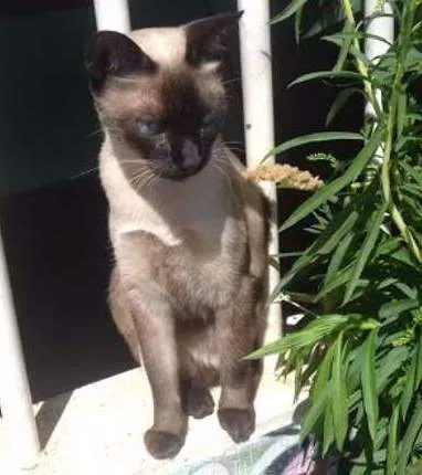 Gato ra a Siamês idade 1 ano nome poppy
