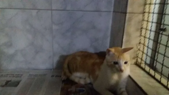 Gato ra a ViraLata idade 1 ano nome Vedita