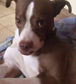 Cachorro raça Fox Paulistinha idade 4 anos nome Faísca