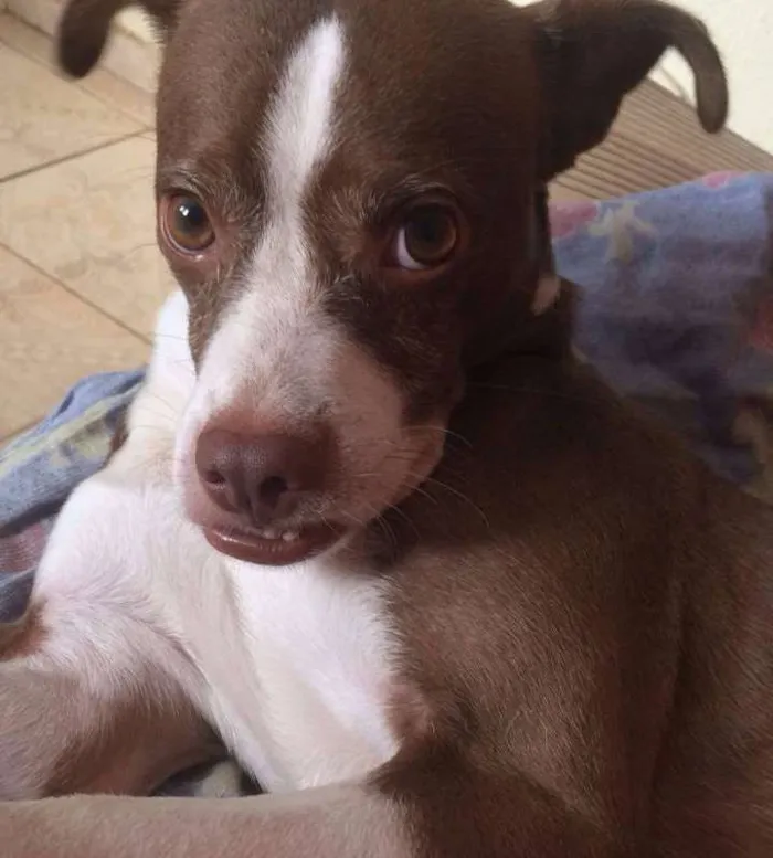 Cachorro ra a Fox Paulistinha idade 4 anos nome Faísca