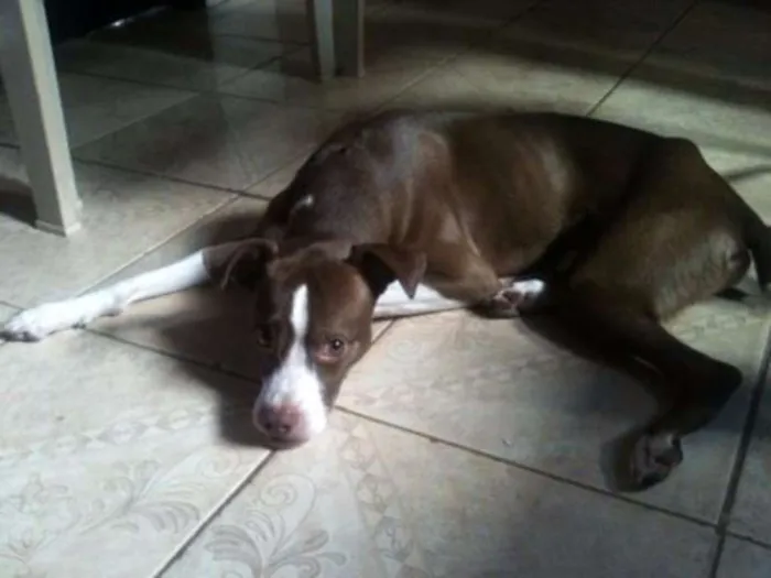 Cachorro ra a Fox Paulistinha idade 4 anos nome Faísca