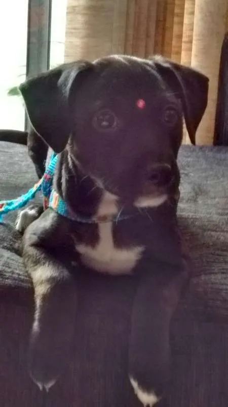 Cachorro ra a SRD idade 2 a 6 meses nome Lucy