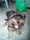 bolinha