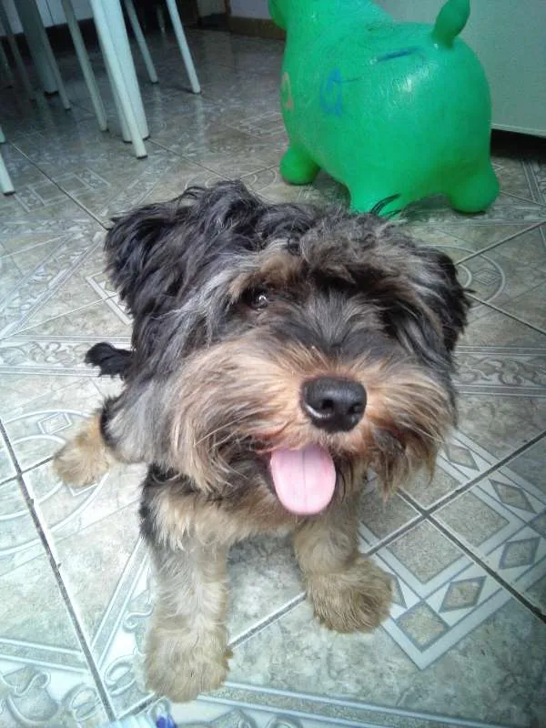 Cachorro raça yorkshire idade 1 ano nome bolinha