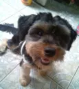bolinha