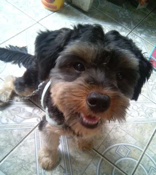 Cachorro raça yorkshire idade 1 ano nome bolinha