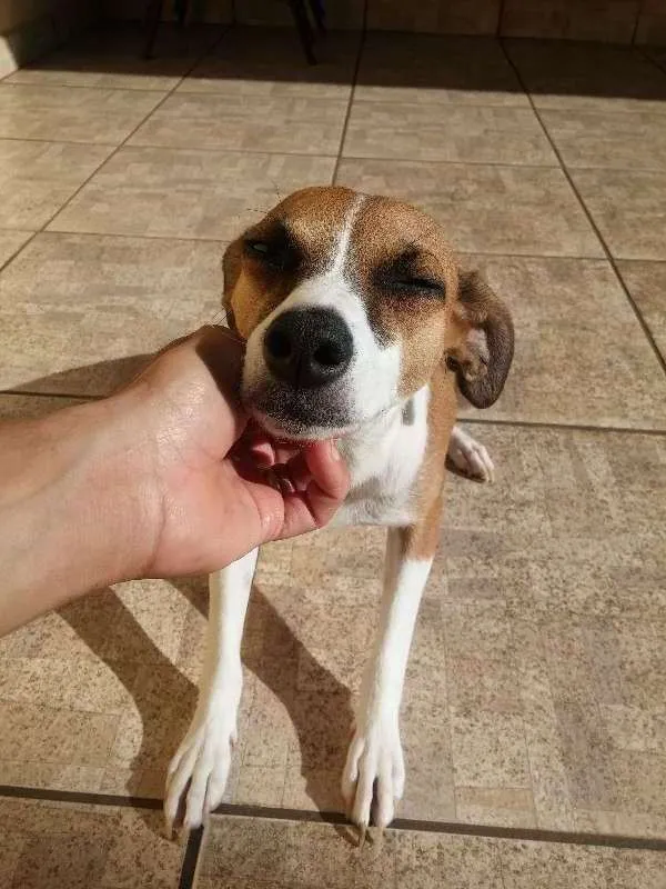 Cachorro ra a Não definida idade 7 a 11 meses nome Nina