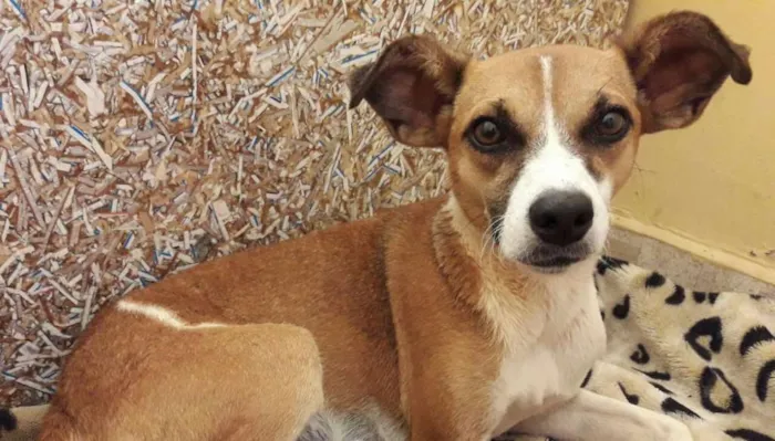 Cachorro ra a Não definida idade 7 a 11 meses nome Nina