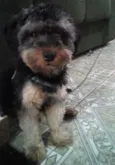 bolinha