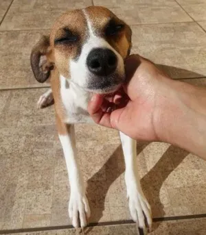 Cachorro raça Não definida idade 7 a 11 meses nome Nina
