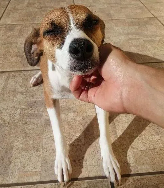 Cachorro ra a Não definida idade 7 a 11 meses nome Nina