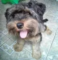 bolinha